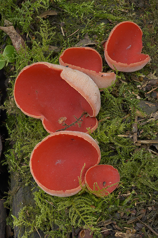 Sarcoscypha austriaca